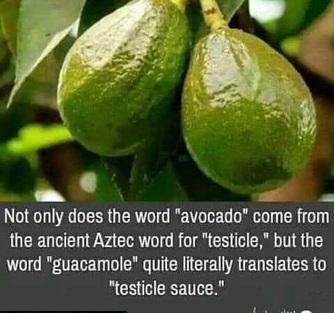 P Not only does the word avocada come from the ancient Aztec word for testicle but the LT RO Gy o R TG E RS E R G testicle sauce Y e