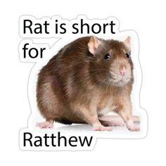 Rat is short for Ratthew