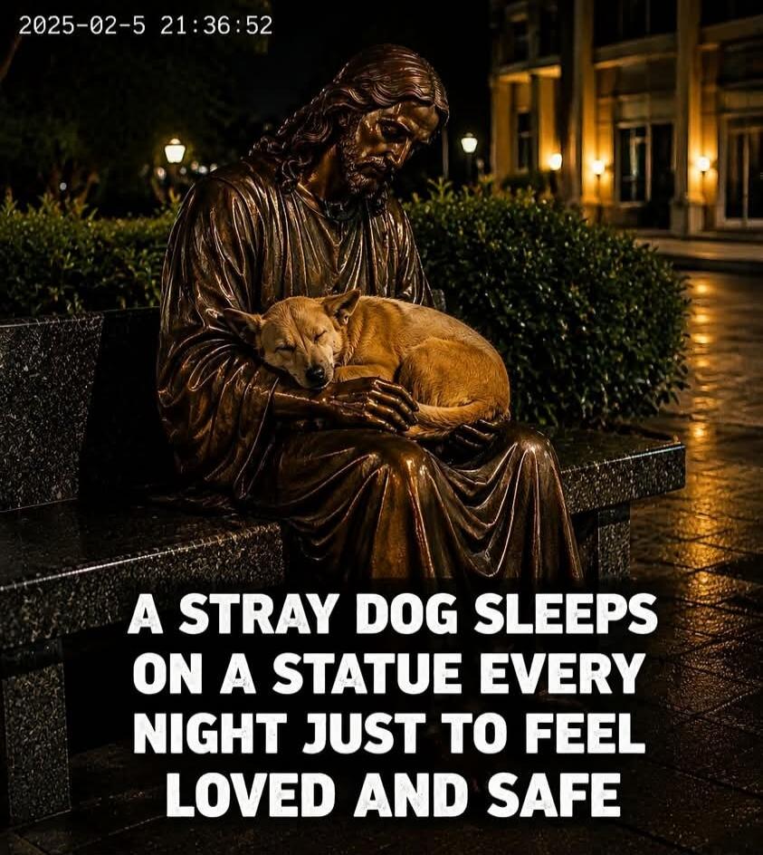 2025-02-5 21:36:52 A STRAY DOG SLEEPS ON A STATUE EVERY NIGHT JUST TO FEEL LOVED AND SAFE