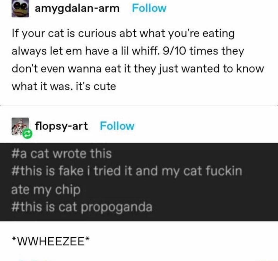 amygdalan arm If your cat is curious abt what youre eating always let em have a lil whiff 910 times they dont even wanna eat it they just wanted to know what it was its cute B2 flopsy art WWHEEZEE