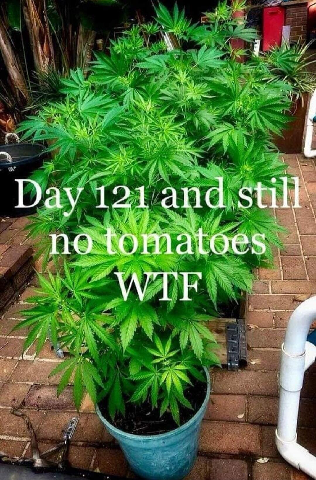 Day 121 and still no tomatoes WTF