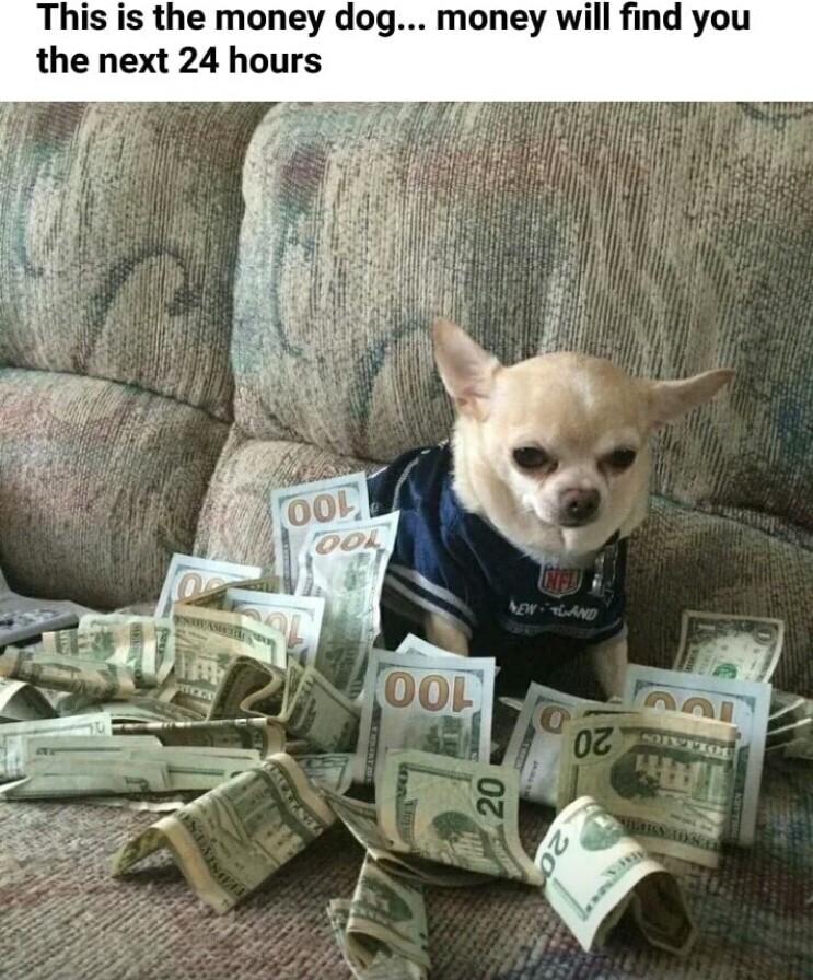 This is the money dog money will find you the next 24 hours i