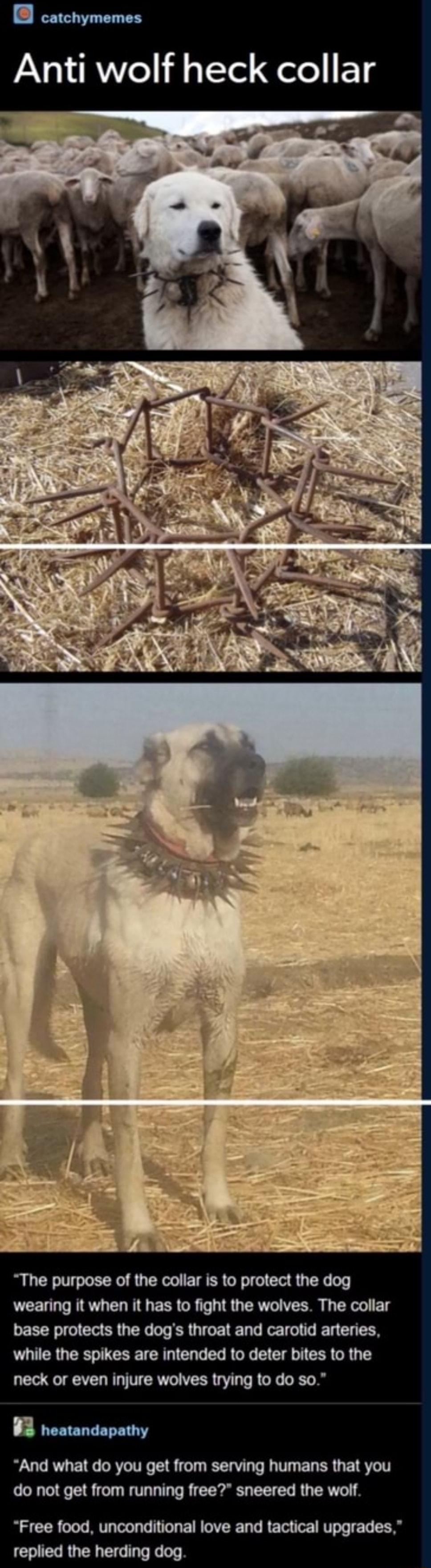 catchymemes Anti wolf heck collar The purpose of the collar is to protect the dog wearing it when it has to fight the wolves The collar base protects the dogs throat and carotid arteries while the spikes are intended to deter bites to the neck or even injure wolves trying to do so QEETELTET T3 And what do you get from serving humans that you do not get from running free sneered the wolf Free food 