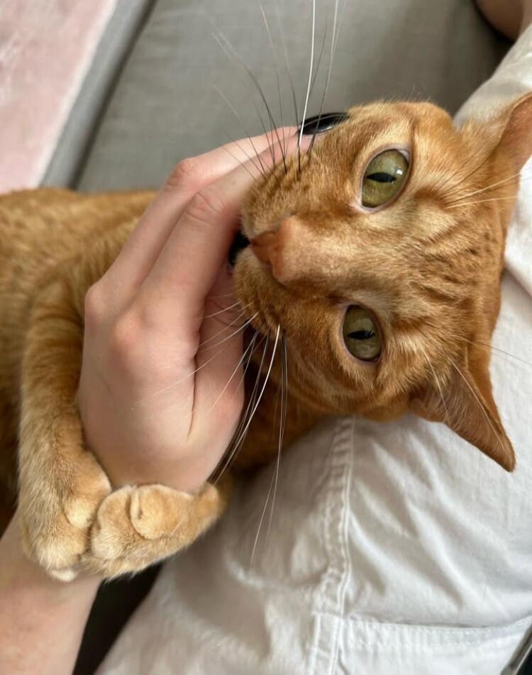 A person gently holds an orange cat by the face, the cat looking at the camera with wide eyes.
