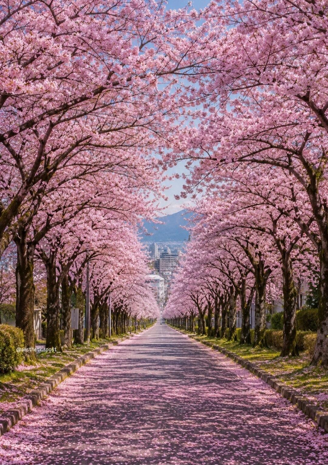 @aestheticspost