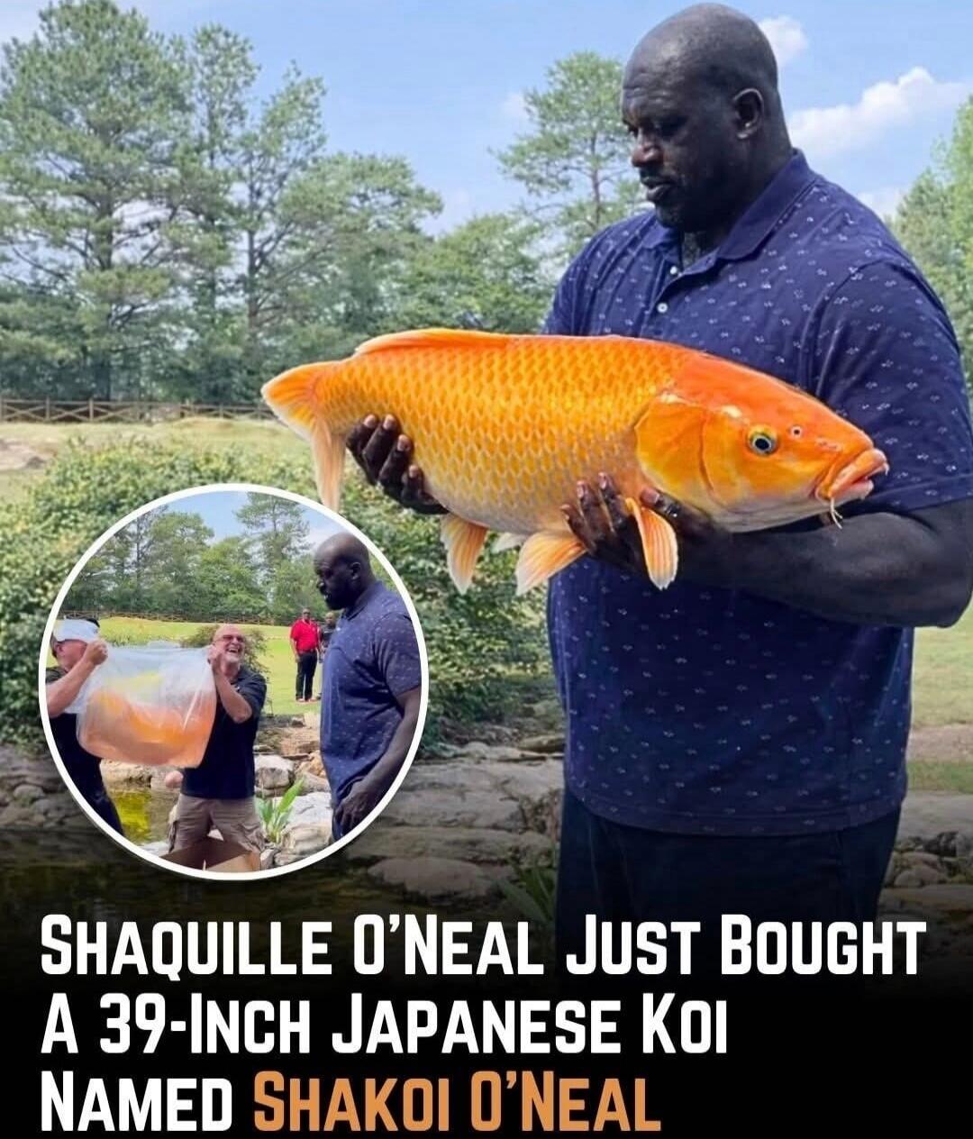 SHAQUILLE O'NEAL JUST BOUGHT A 39-INCH JAPANESE KOI NAMED SHAKOI O'NEAL
