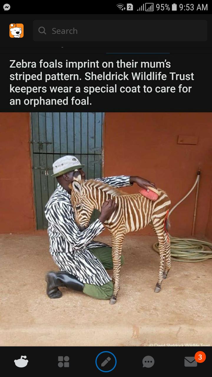 B il 95 W 953 AM 2 Zebra foals imprint on their mums striped pattern Sheldrick Wildlife Trust keepers wear a special coat to care for ELR L EGERTEIN