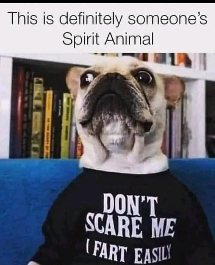 This is definitely someones Spirit Animal