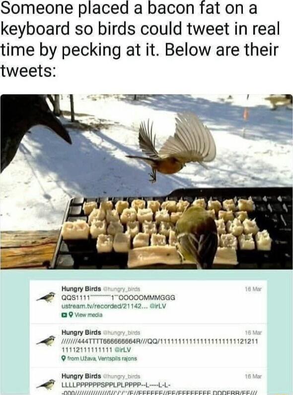 Someone placed a bacon fat on a keyboard so birds could tweet in real time by pecking at it Below are their tweets Hungry Birds a1 10000OMMMGGS PPSPPLPLPPPP LL