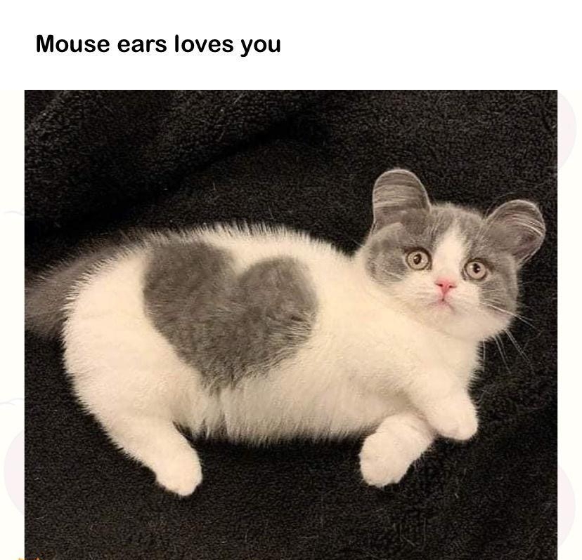 Mouse ears loves you
