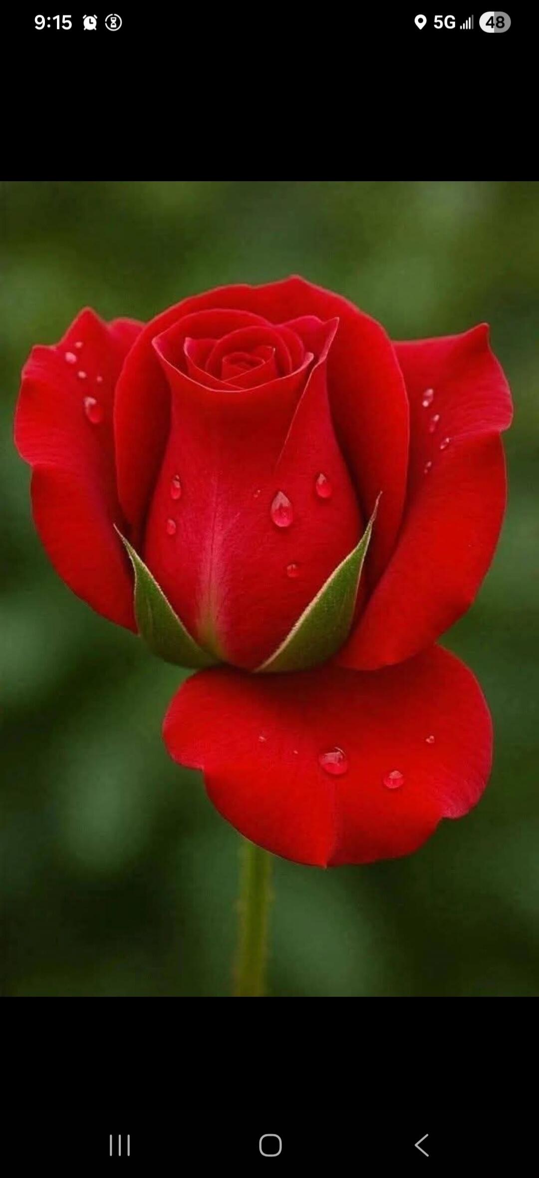A vibrant red rose with delicate water droplets on its petals and green sepals, set against a soft, blurred green background.