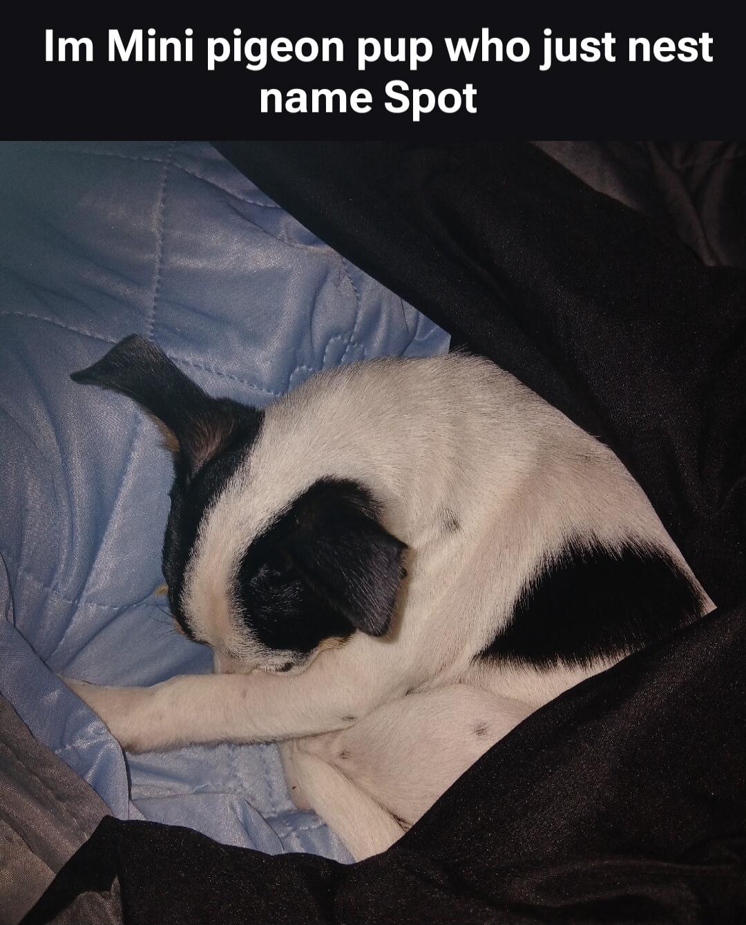 Im Mini pigeon pup who just nest name Spot