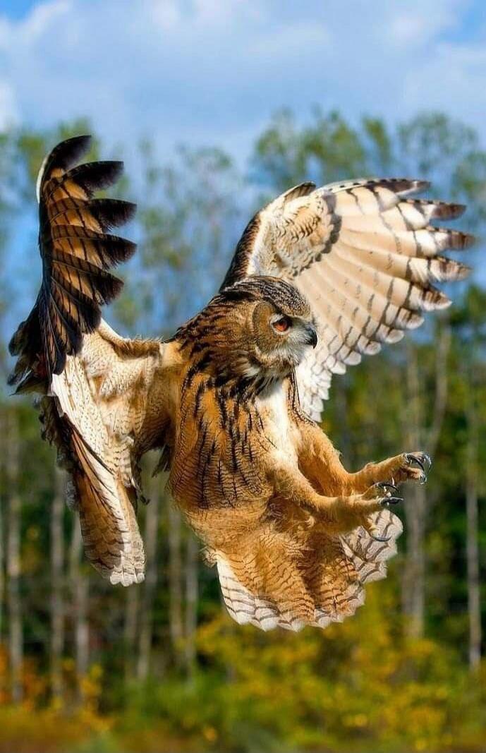 A brown owl in mid-flight with a forest background.