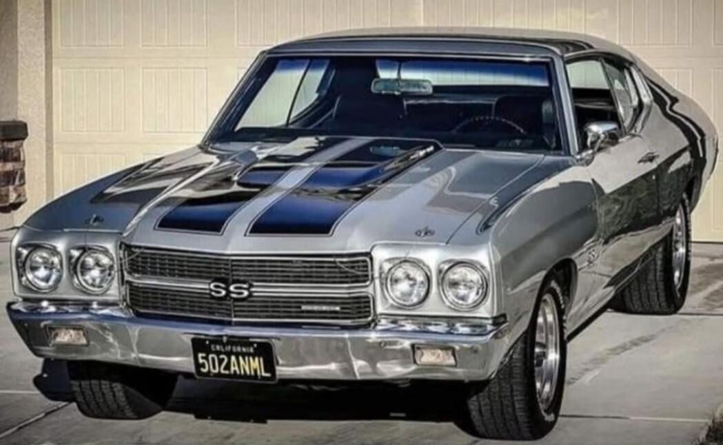 SS CALIFORNIA 502ANML