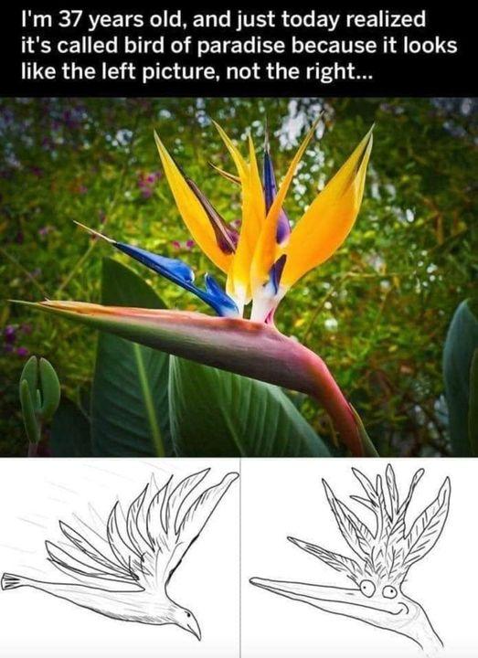 N R VATCE SR R BV S G BV CE P4 its called bird of paradise because it looks like the left picture not the right