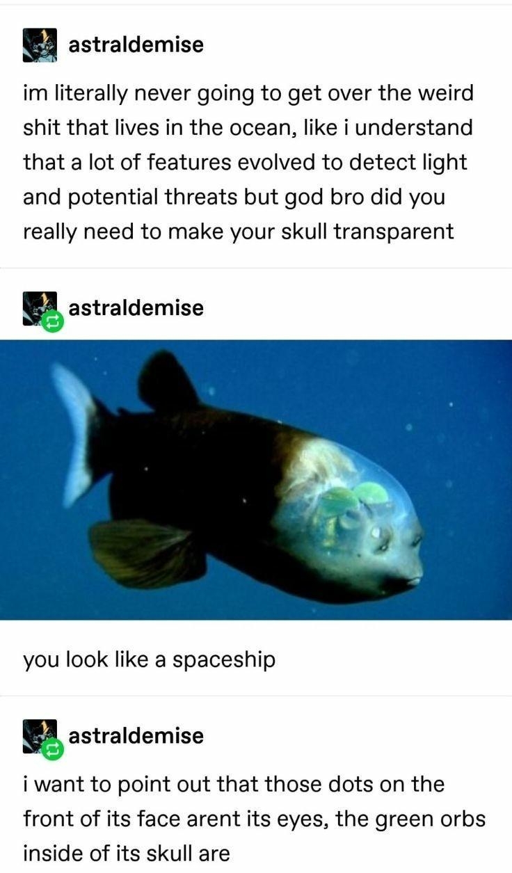 pEN i astraldemise im literally never going to get over the weird shit that lives in the ocean like i understand that a lot of features evolved to detect light and potential threats but god bro did you really need to make your skull transparent F astraldemise you look like a spaceship F astraldemise i want to point out that those dots on the front of its face arent its eyes the green orbs inside o