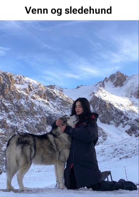 Venn og sledehund