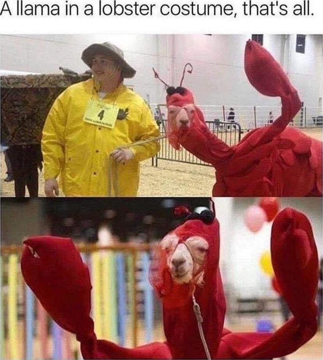 llama in a lobster costume thats all