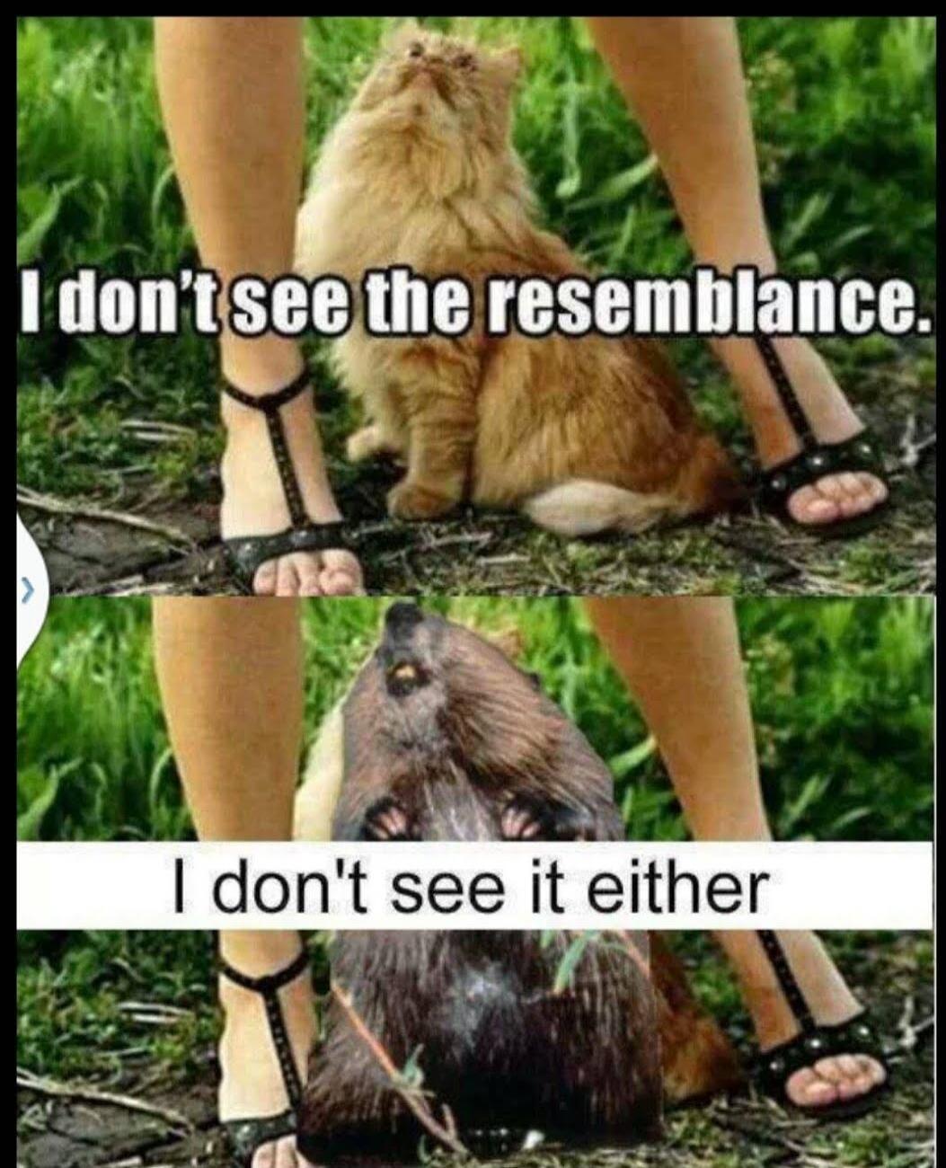 I don't see the resemblance. I don't see it either