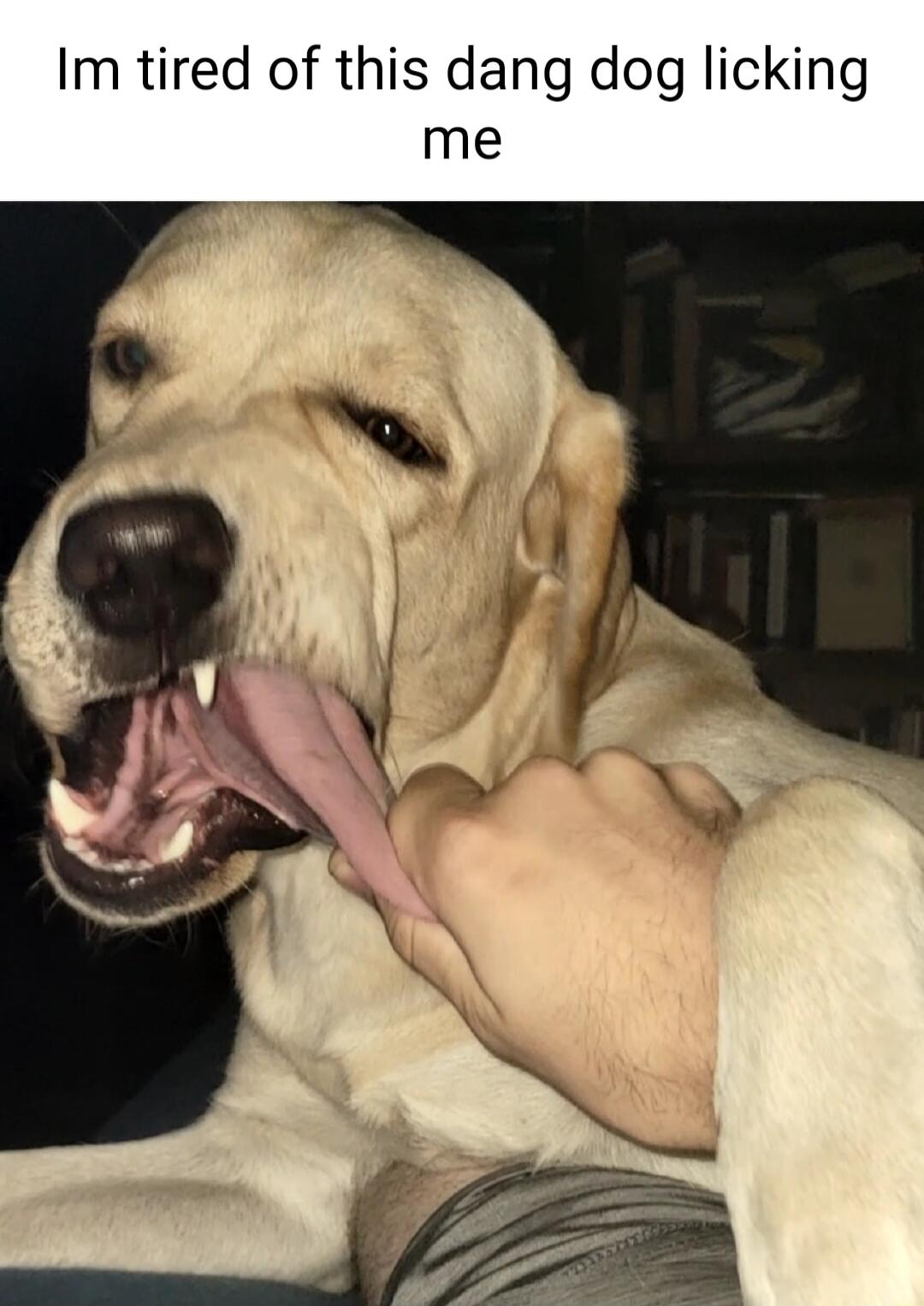 Im tired of this dang dog licking me