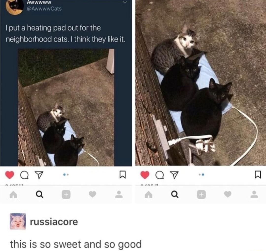 puta heating pad outfo reighborhood cats this is so sweet and so good