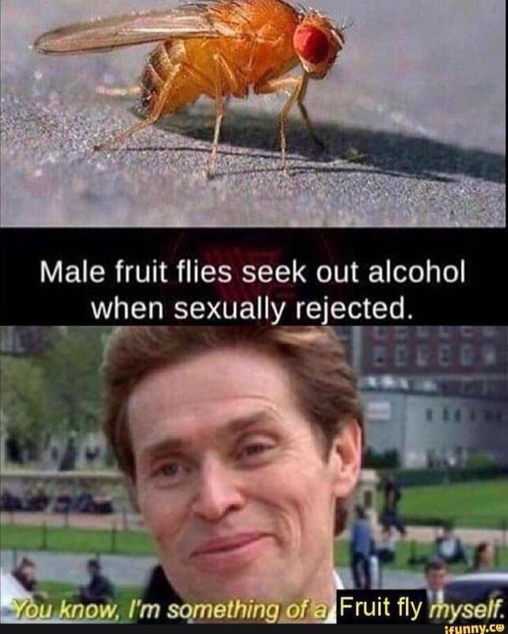 Male fruit flies seek out alcohol when sexually rejected