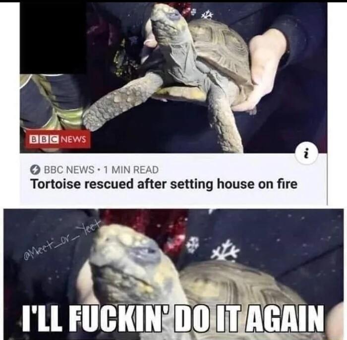 BEC NEWS 1 Mih Tortoise rescued after setting house on fire