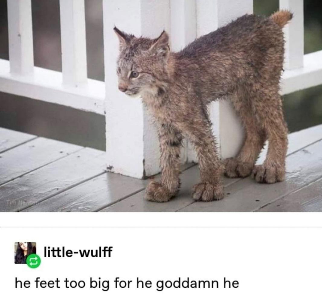 he feet too big for he goddamn he