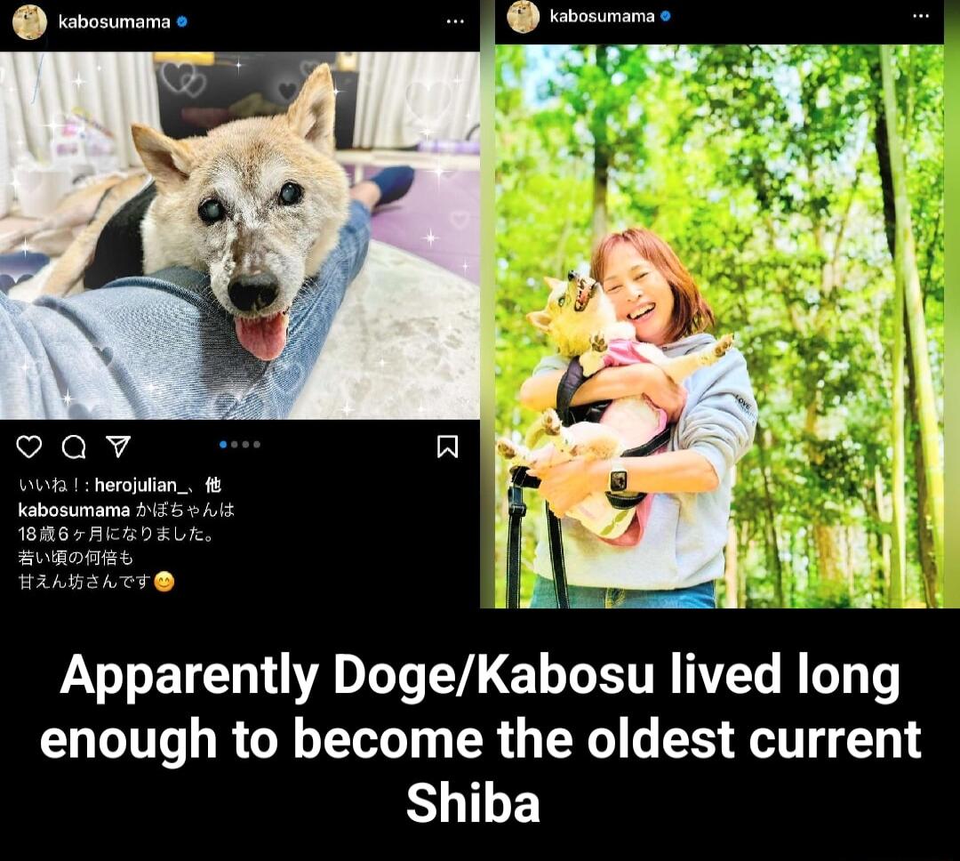 IR s Apparently DogeKabosu lived long enough to become the oldest current BLTLE