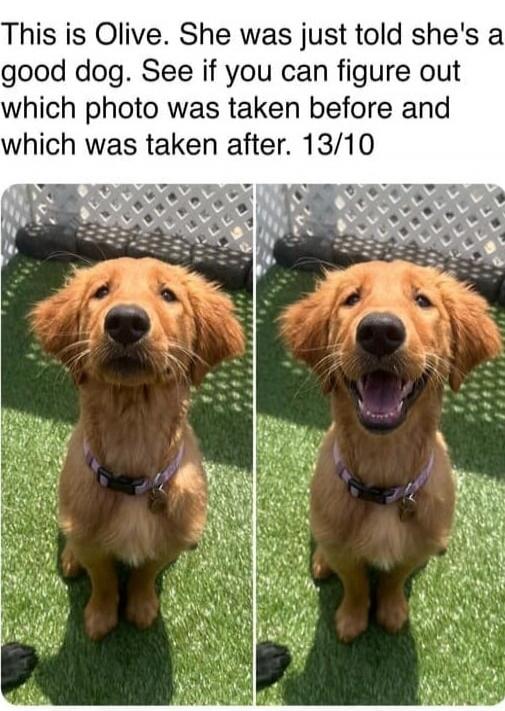 This is Olive. She was just told she's a good dog. See if you can figure out which photo was taken before and which was taken after. 13/10