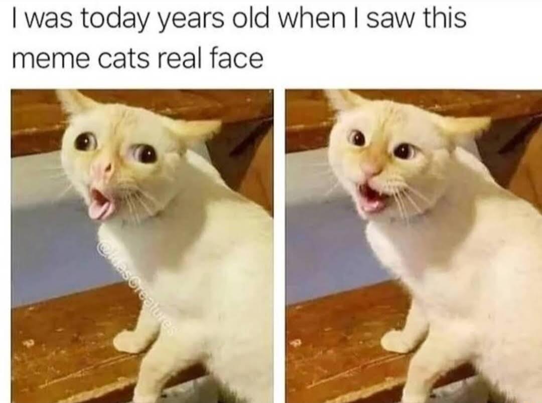 was today years old when saw this meme cats real face