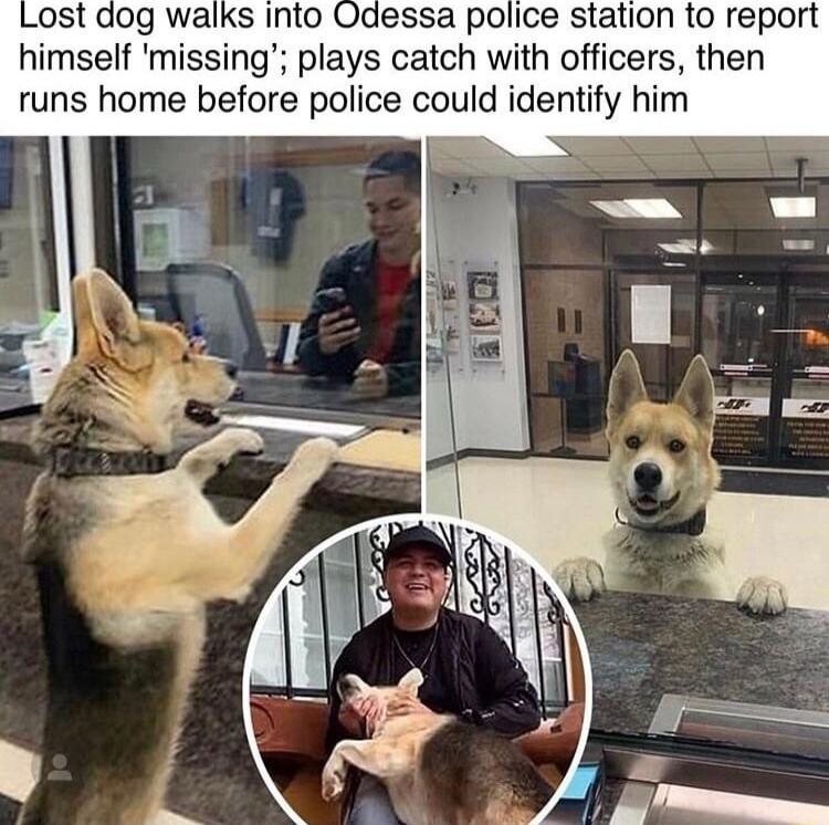 ost dog walks into Odessa police station to report himself missing plays catch with officers then runs home before police could identify him