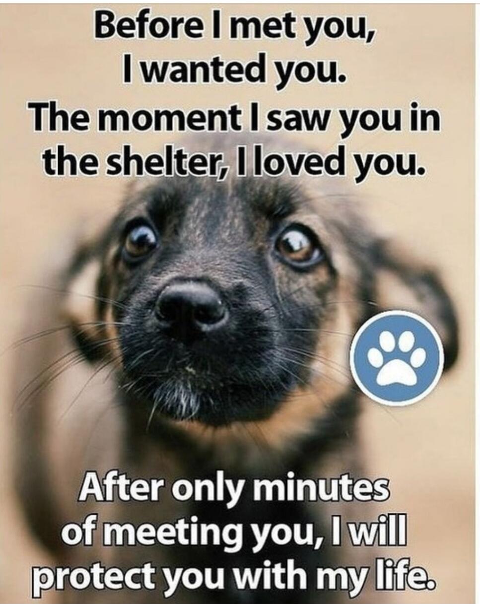 Before I met you, I wanted you. The moment I saw you in the shelter, I loved you. After only minutes of meeting you, I will protect you with my life.