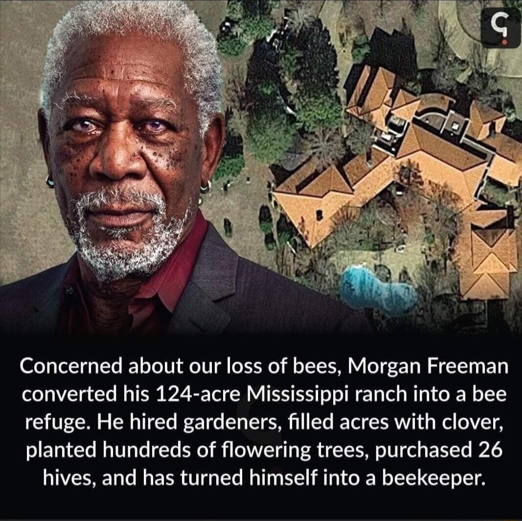 Concerned about our loss of bees Morgan Freeman converted his 124 acre Mississippi ranch into a bee refuge He hired gardeners filled acres with clover planted hundreds of flowering trees purchased 26 hives and has turned himself into a beekeeper