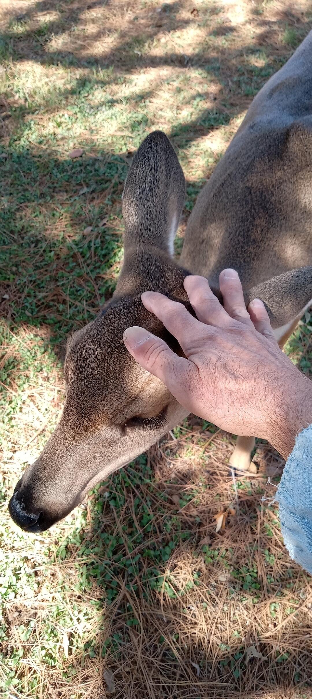 A person's hand is petting a deer in a grassy outdoor area.