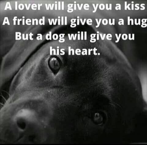 A lover will give you a kiss A friend will give you a hug But a dog will give you his heart.