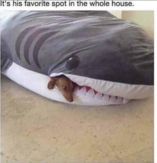 gitsagifnotagif That poor shark looks like he has a