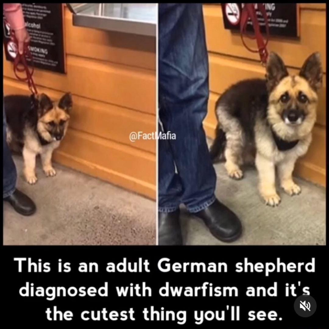 This is an adult German shepherd diagnosed with dwarfism and its the cutest thing youll see _