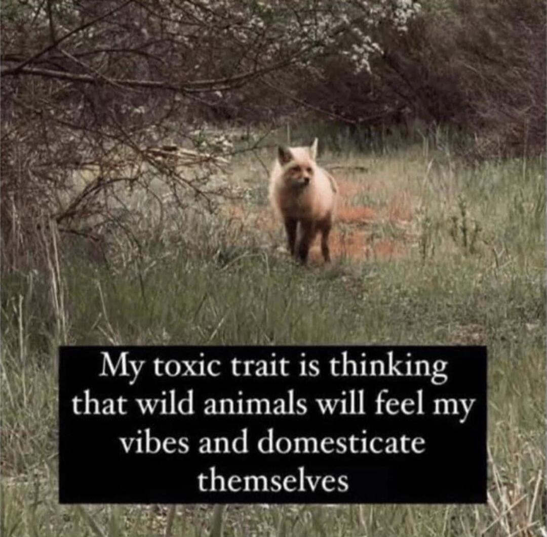 AN My toxic trait is thinking vibes and domesticate themselves