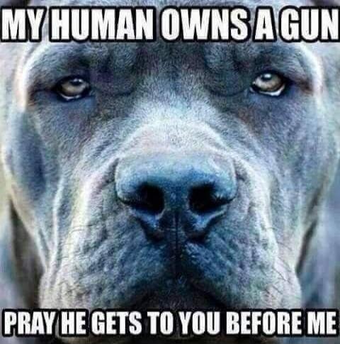 MY HUMAN OWNS A GUN PRAY HE GETS TO YOU BEFORE ME