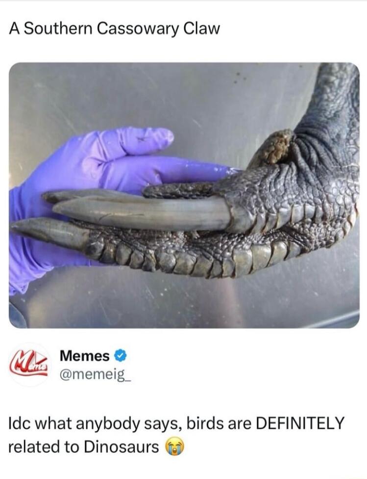 A Southern Cassowary Claw A__ Memes memeig_ Idc what anybody says birds are DEFINITELY related to Dinosaurs