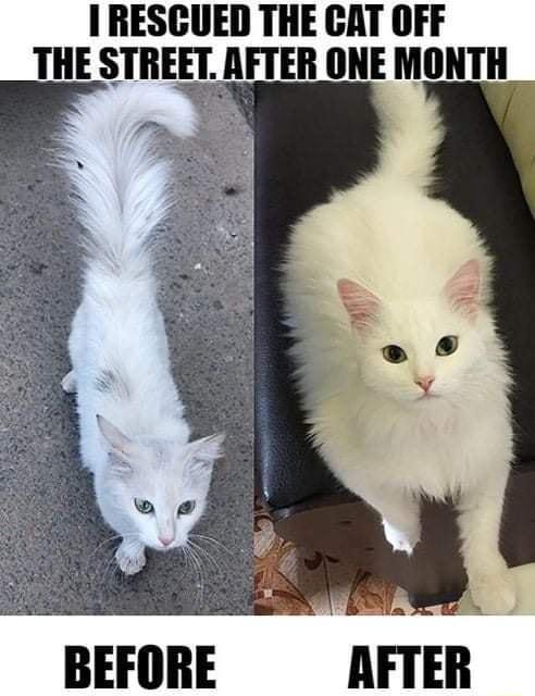 I RESCUED THE CAT OFF THE STREET AFTER ONE MONTH BEFORE AFTER