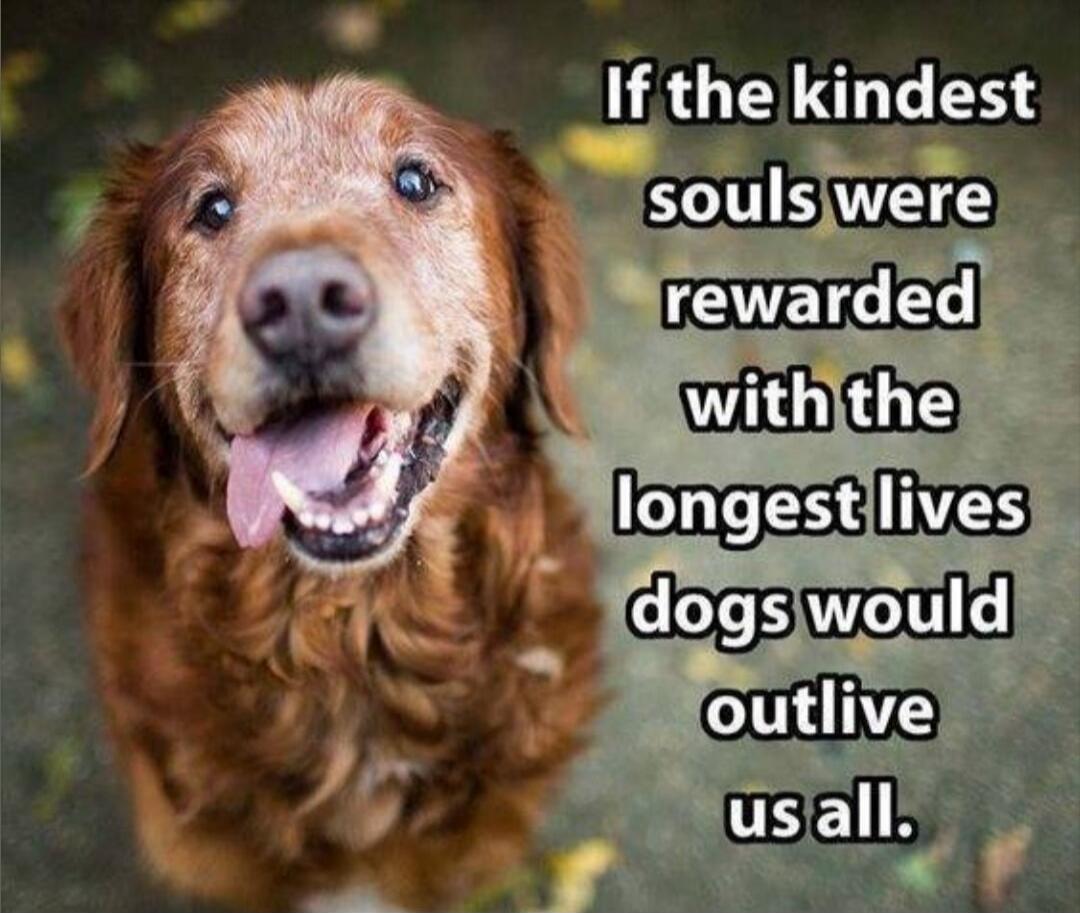 If the kindest souls were rewarded with the longest lives dogs would outlive us all.