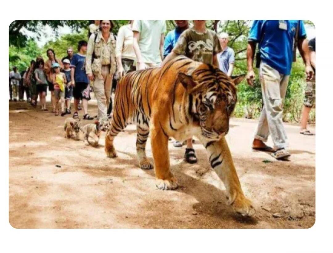 A large tiger walks on a dirt path, followed by two small tiger cubs. Behind them, a group of people, including adults and children, are walking in a line, observing the animals.