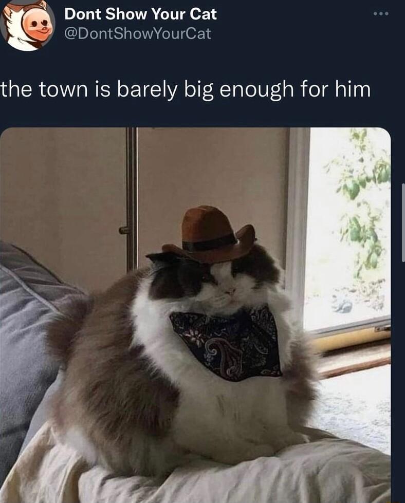 Dont Show Your Cat DontShowYourCat the town is barely big enough for him