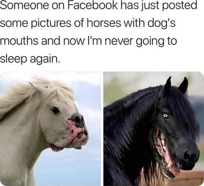 Someone on Facebook has just posted some pictures of horses with dogs mouths and now Im never going to sleep again