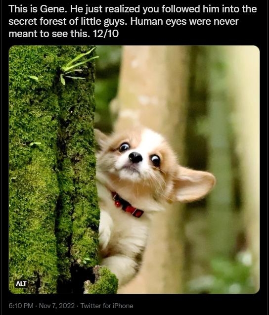 This is Gene He just realized you followed him into the secret forest of little guys Human eyes were never meant to see this 1210 t