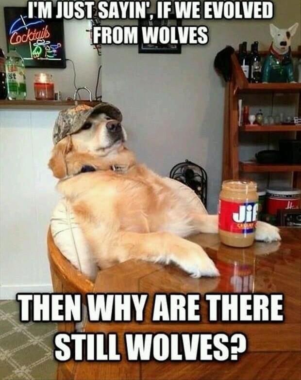 IMIUST SAYIN IF WE EVOLVED THEN WIIY AIIE 33 STILL WGVES