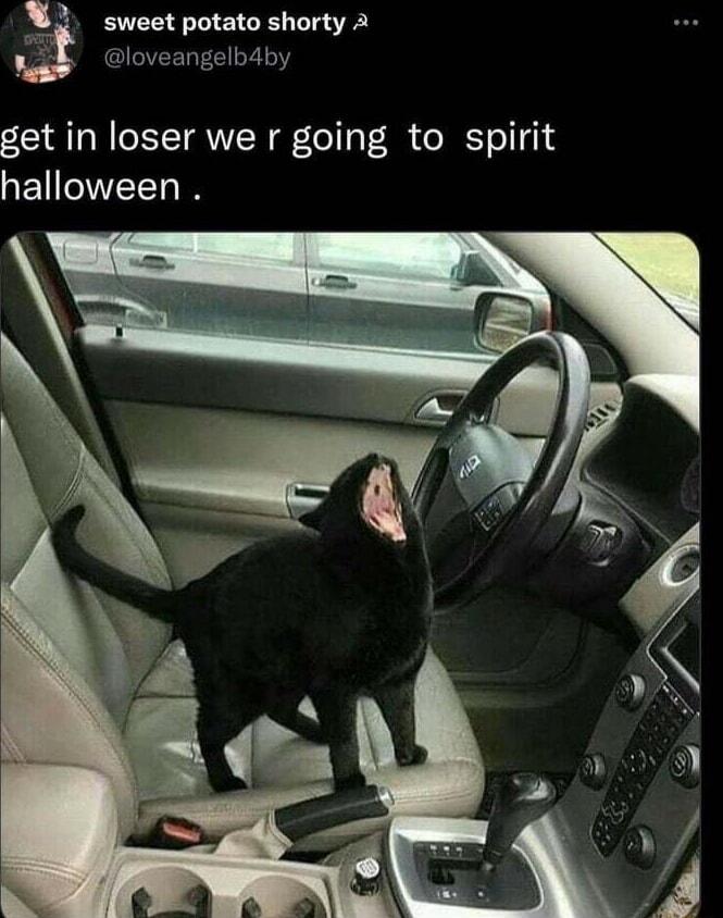 ploveangelbdby i sweet potato shorty A get in loser we r going to spirit halloween