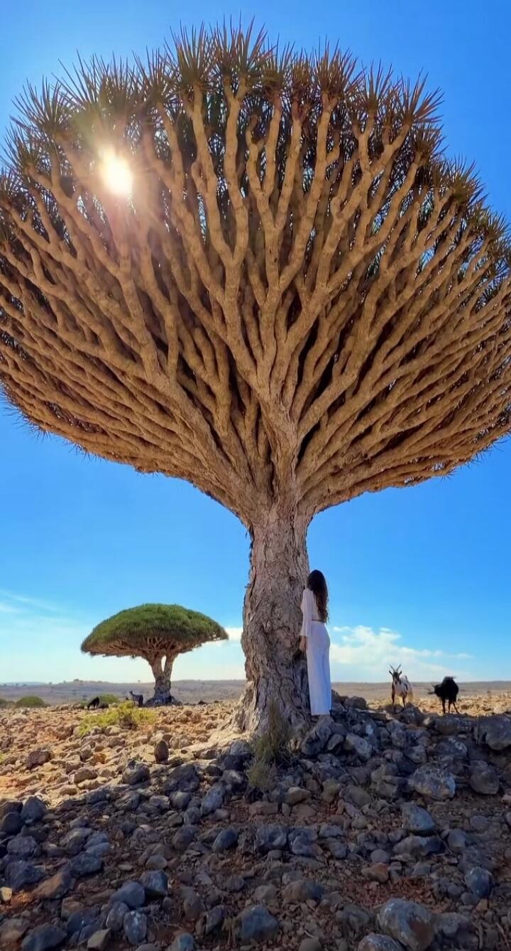 A woman in a white dress stands beside a large, umbrella-shaped tree in a rocky desert landscape. In the background, another similar tree and a few animals (likely goats) are visible.